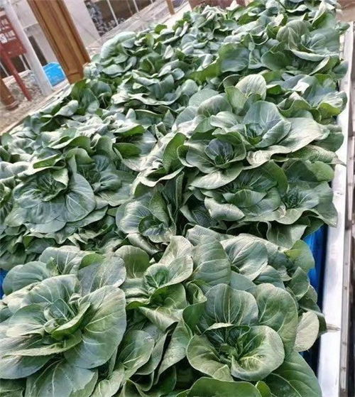 杭州临安 优质应急蔬菜包上线 零售平台助力滞销农产品销售