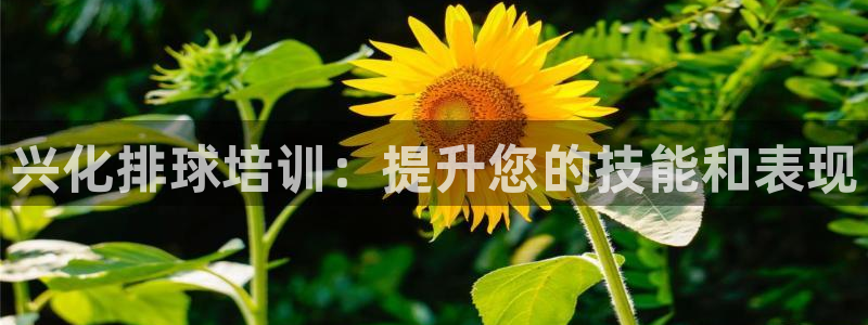耀世集团董事长抖音是谁：兴化排球培训：提升您的技能和